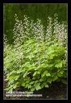 Foamflower