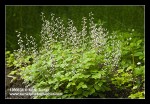 Foamflower