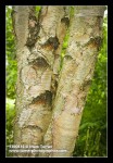 Paper Birch trunks