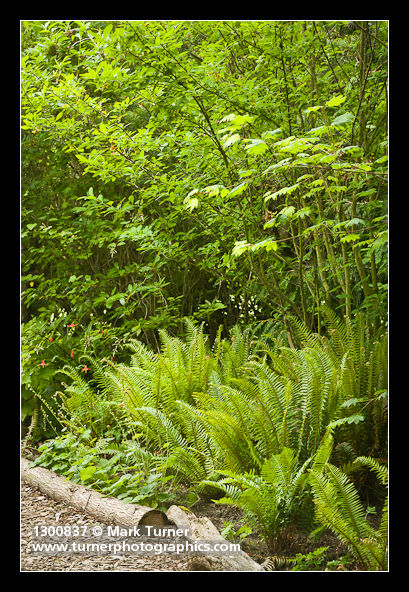 Polystichum munitum; Tellima grandiflora; Aquilegia formosa; Oemleria cerasiformis; Acer circinatum