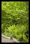 Sword Ferns, Fringecup, Columbine under Indian Plum & Vine Maple at edge of path