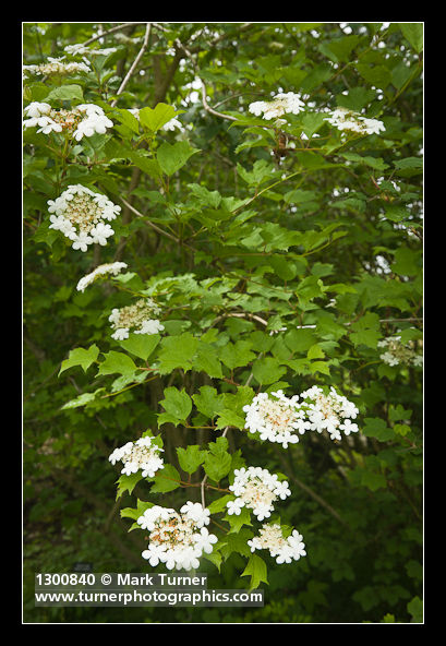 Viburnum edule