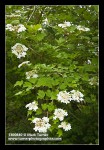 Highbush Cranberry blossoms & foliage