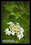 Highbush Cranberry blossoms