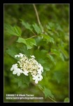 Highbush Cranberry blossoms