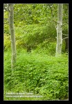 Western Meadowrue among Aspen trunks