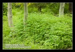 Western Meadowrue among Aspen trunks