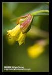 Twinberry Honeysuckle blossoms detail