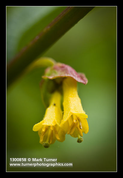 Lonicera involucrata