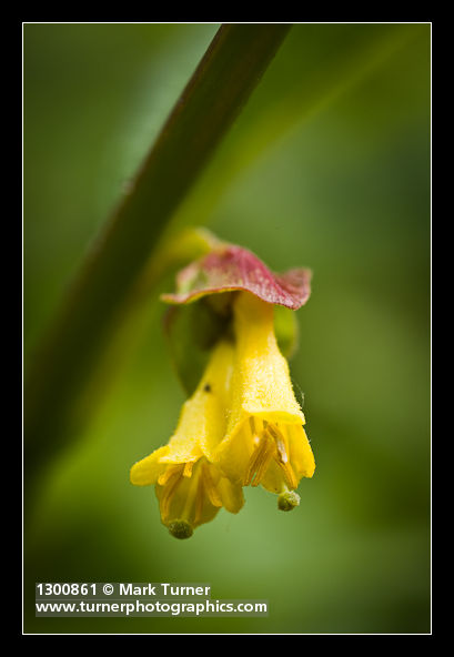 Lonicera involucrata