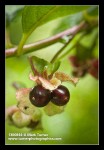 Twinberry Honeysuckle fruit detail