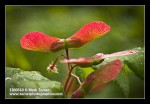 Vine Maple winged samaras detail, backlit