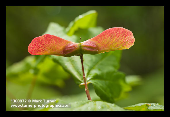 Acer circinatum