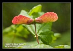 Vine Maple winged samaras detail, backlit