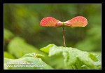 Vine Maple winged samaras detail, backlit