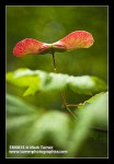 Vine Maple winged samaras detail, backlit