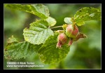 Beaked Hazelnut immature fruit detail