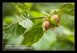 Beaked Hazelnut immature fruit detail