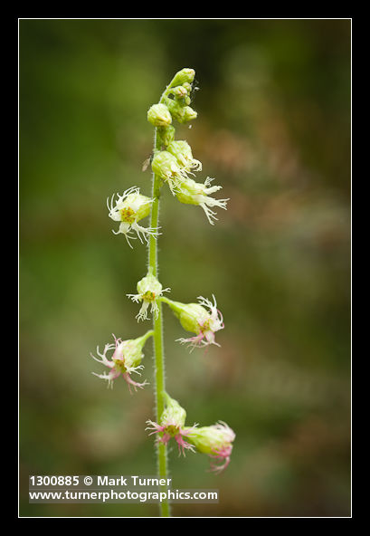 Tellima grandiflora