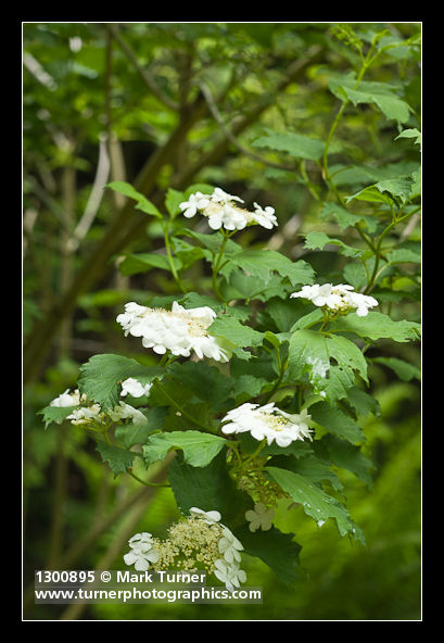 Viburnum edule