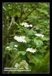 Highbush Cranberry blossoms & foliage