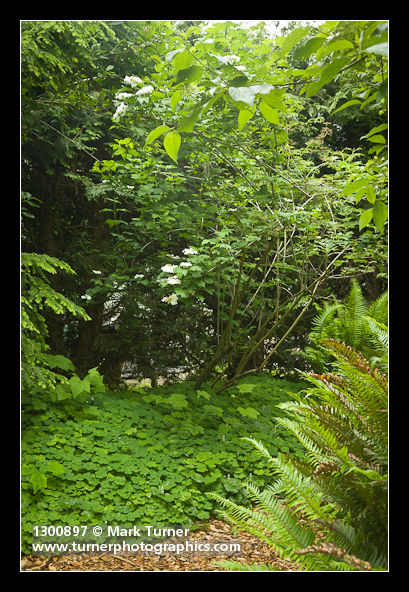 Viburnum edule; Oxalis oregana; Polystichum munitum