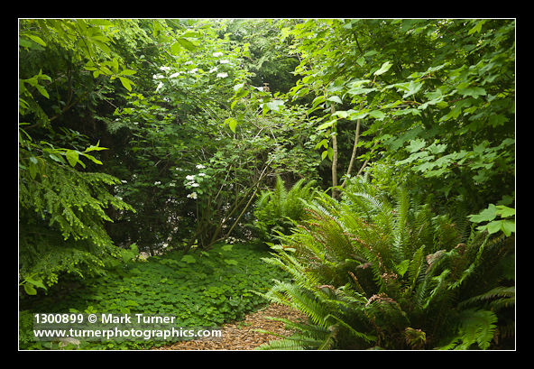 Viburnum edule; Oxalis oregana; Polystichum munitum; Acer circinatum; Tsuga heterophylla