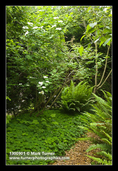 Viburnum edule; Oxalis oregana; Maianthemum dilatatum; Polystichum munitum