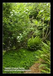 Highbush Cranberry w/ Redwood Sorrel & False Lily of the Valley groundcover, Sword Ferns