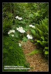 Highbush Cranberry blossoms & foliage above path bordered by Redwood Sorrel & Sword Ferns