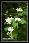 Highbush Cranberry blossoms & foliage