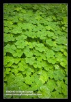 Redwood Sorrel foliage