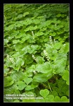 False Lily of the Valley groundcover among Redwood Sorrel