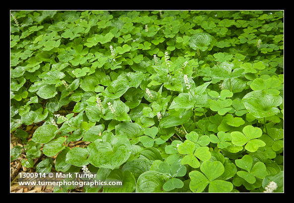 Maianthemum dilatatum; Oxalis oregana