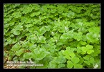 False Lily of the Valley groundcover among Redwood Sorrel