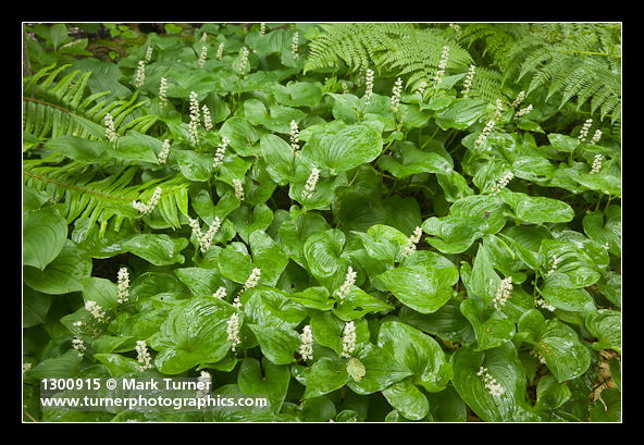 Maianthemum dilatatum