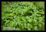 False Lily of the Valley groundcover