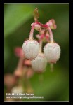 Salal blossoms detail