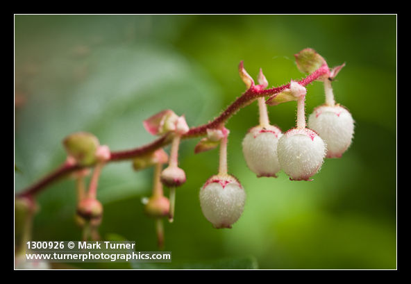 Gaultheria shallon