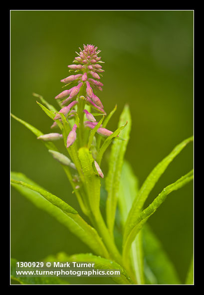Chamerion angustifolium
