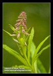 Fireweed buds detail