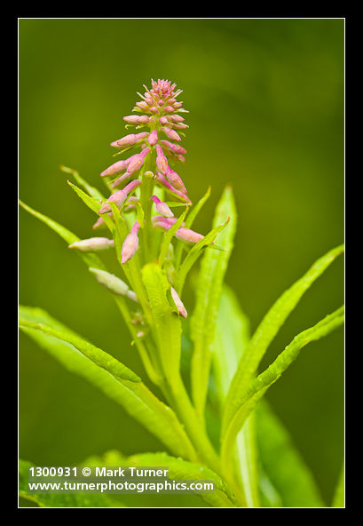 Chamerion angustifolium