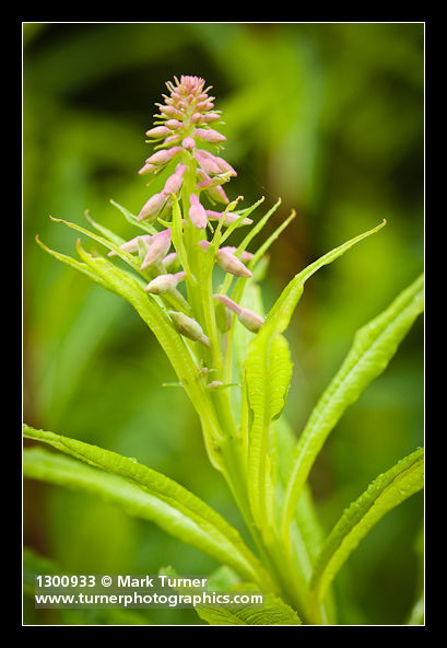 Chamerion angustifolium