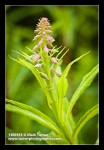 Fireweed buds detail