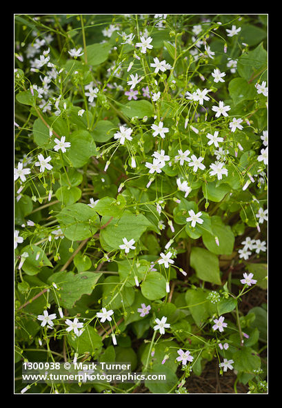 Claytonia sibirica