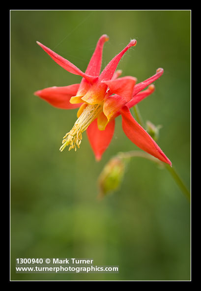 Aquilegia formosa