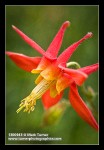 Columbine blossom detail