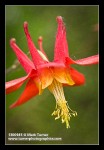 Columbine blossom detail