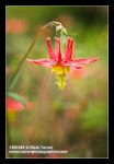 Columbine blossom