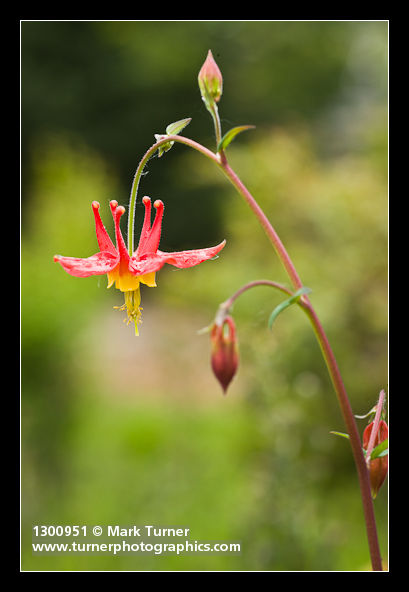 Aquilegia formosa